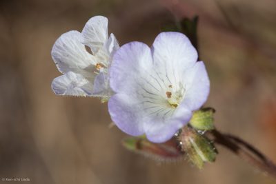 Phacelia douglasii, photographed by Ken-ichi Ueda