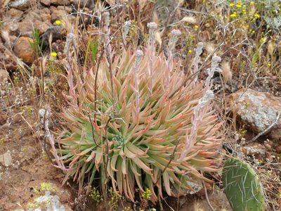 Dudleya virens, photographed by Casey H. Richart