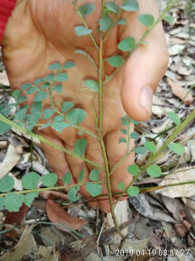 Bossiaea rhombifolia, photographed by James Ray