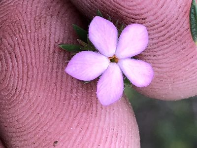 Acmadenia alternifolia, photographed by Dave U