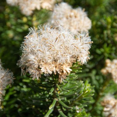 Ozothamnus turbinatus, photographed by Terra Occ