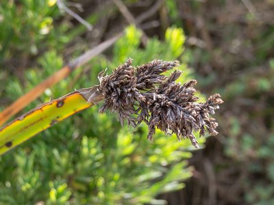 Lepidosperma gladiatum, photographed by Terra Occ