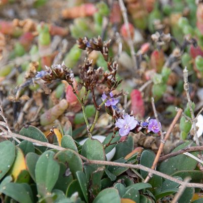 Limonium hyblaeum, photographed by Terra Occ