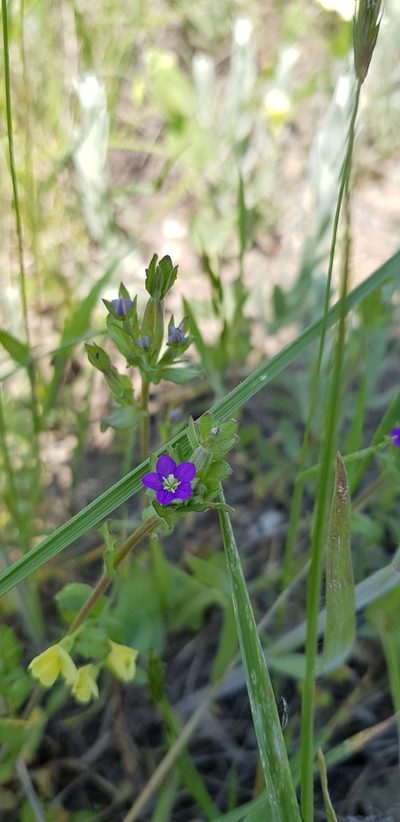 Legousia hybrida, photographed by Татьяна Прозорова
