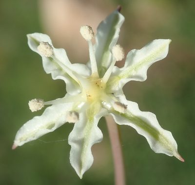 Strumaria gemmata, photographed by Nicola van Berkel