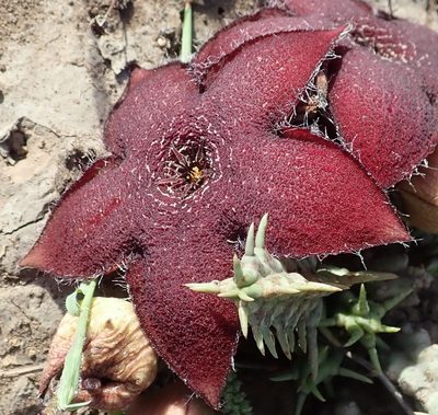 Tridentea gemmiflora, photographed by Nicola van Berkel