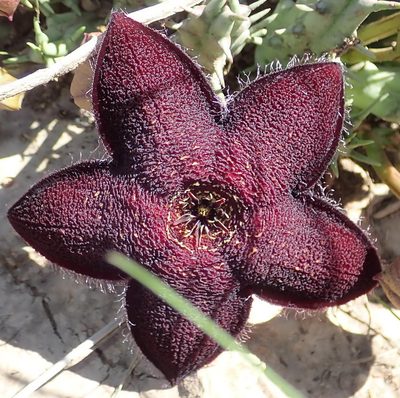 Tridentea gemmiflora, photographed by Nicola van Berkel