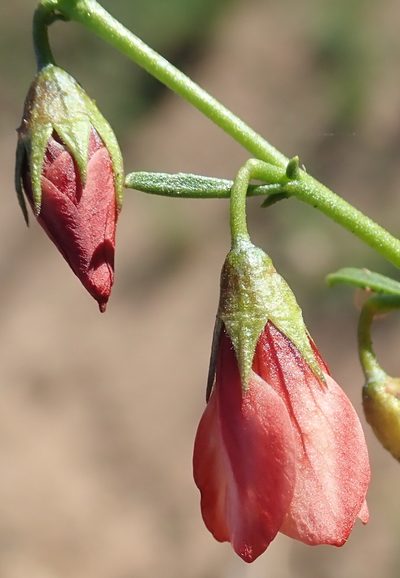 Hermannia linearifolia, photographed by Nicola van Berkel