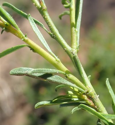 Hermannia linearifolia, photographed by Nicola van Berkel