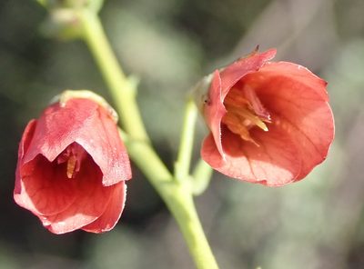 Hermannia linearifolia, photographed by Nicola van Berkel