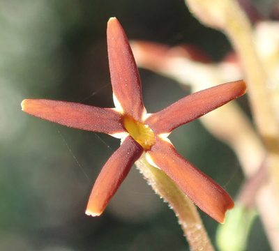 Jamesbrittenia atropurpurea, photographed by Nicola van Berkel