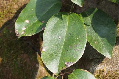 Stauntonia hexaphylla, photographed by harum.koh