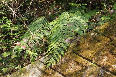 Woodwardia orientalis, photographed by harum.koh