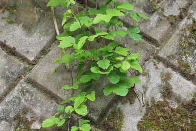 Akebia trifoliata, photographed by harum.koh
