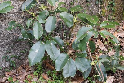 Stauntonia hexaphylla, photographed by harum.koh