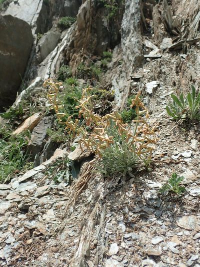 Matthiola montana, photographed by John Kenrick Gibson