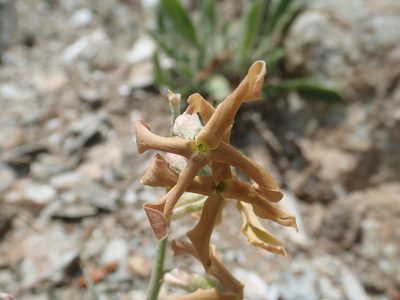 Matthiola montana, photographed by John Kenrick Gibson