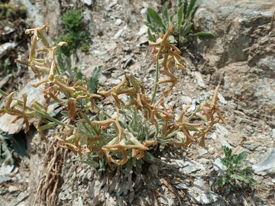 Matthiola montana, photographed by John Kenrick Gibson