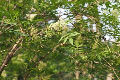 Sambucus sieboldiana, photographed by harum.koh