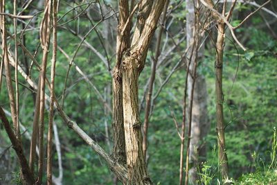 Sambucus sieboldiana, photographed by harum.koh