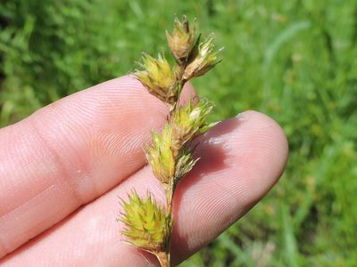 Carex tetrastachya, photographed by Sam Kieschnick