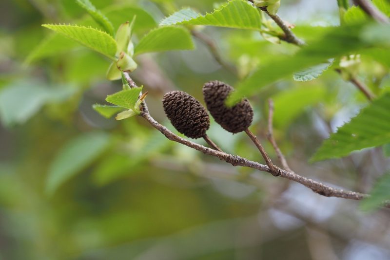 Alnus sieboldiana, photographed by harum.koh