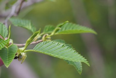 Alnus sieboldiana, photographed by harum.koh