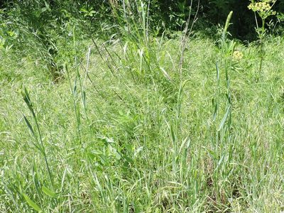 Phalaris caroliniana, photographed by Sam Kieschnick