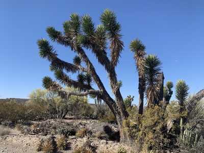 Yucca valida, photographed by Jim Riley