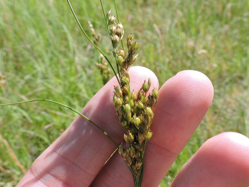 Juncus interior, photographed by Sam Kieschnick