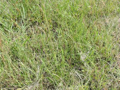 Juncus interior, photographed by Sam Kieschnick