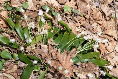 Carex fraseriana, photographed by Robert Harris