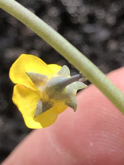 Lebeckia brevipes, photographed by Dave U