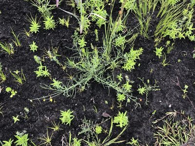 Lebeckia brevipes, photographed by Dave U