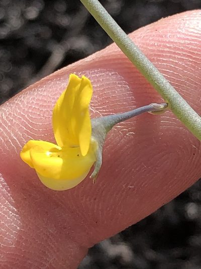 Lebeckia brevipes, photographed by Dave U