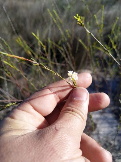 Lachnaea capitata, photographed by Jacques van der Merwe