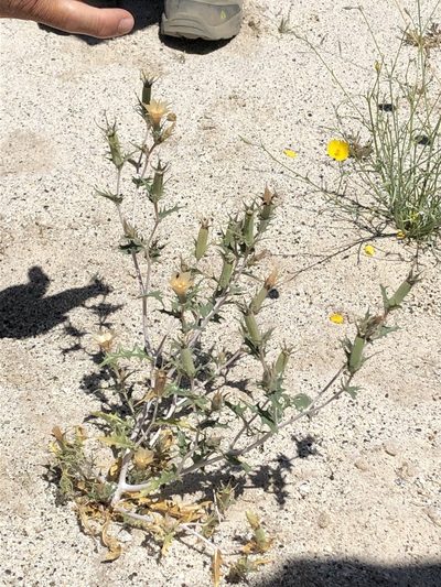 Mentzelia hirsutissima, photographed by Carly Slawson