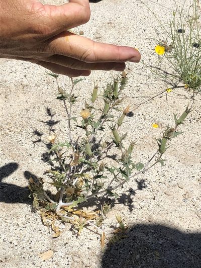 Mentzelia hirsutissima, photographed by Carly Slawson