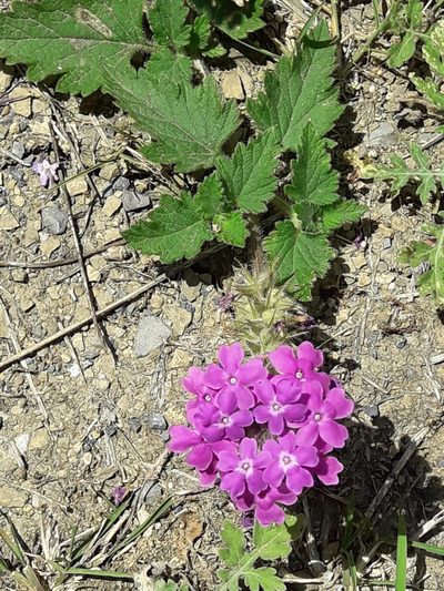 Verbena polyantha, photographed by José Gerardo Velasco