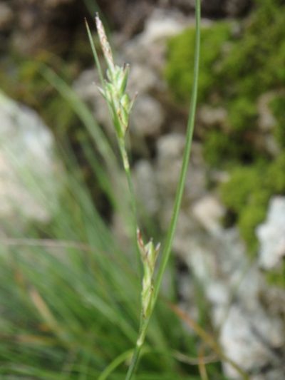 Carex distachya, photographed by Daniel Cahen