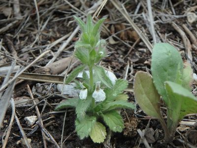 Sideritis romana, photographed by Daniel Cahen
