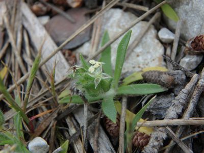 Plantago bellardii, photographed by Daniel Cahen