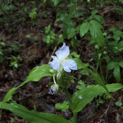 Tradescantia ozarkana, photographed by Miranda Kohout