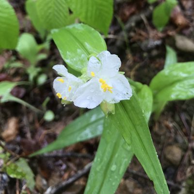 Tradescantia ozarkana, photographed by Miranda Kohout