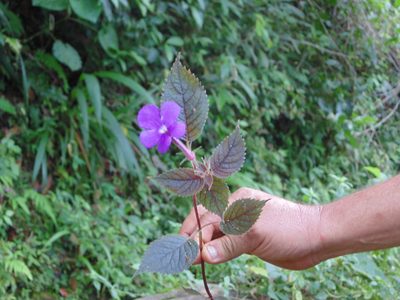 Achimenes grandiflora, photographed by Eugenio Padilla