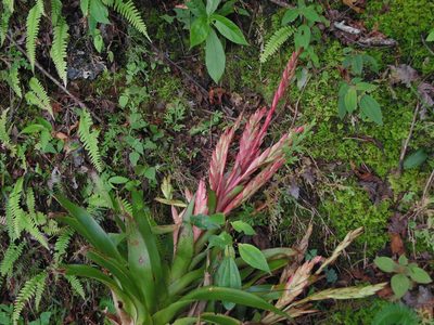 Tillandsia deppeana, photographed by Eugenio Padilla