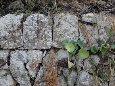 Umbilicus horizontalis, photographed by Daniel Cahen