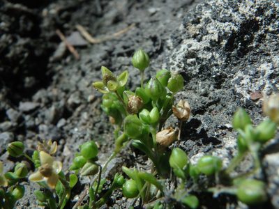 Sagina maritima, photographed by Daniel Cahen