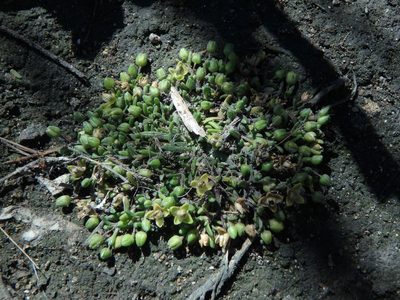 Sagina maritima, photographed by Daniel Cahen