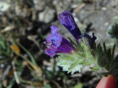 Echium sabulicola, photographed by Daniel Cahen